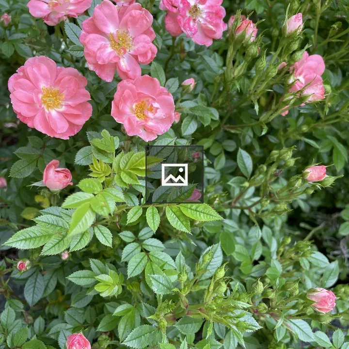 Portrait of pink rose flowers