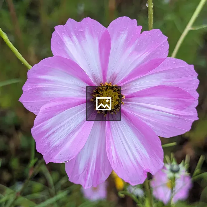 White and pink flower