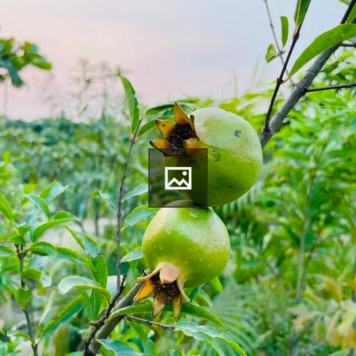 Two Green Pomegranates on Branch