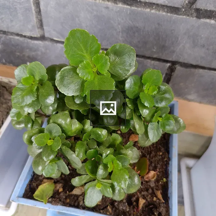 Close-up of a potted plant