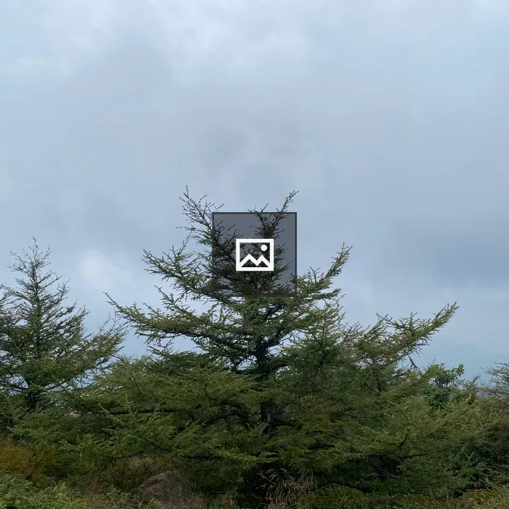 Pine trees against cloudy sky