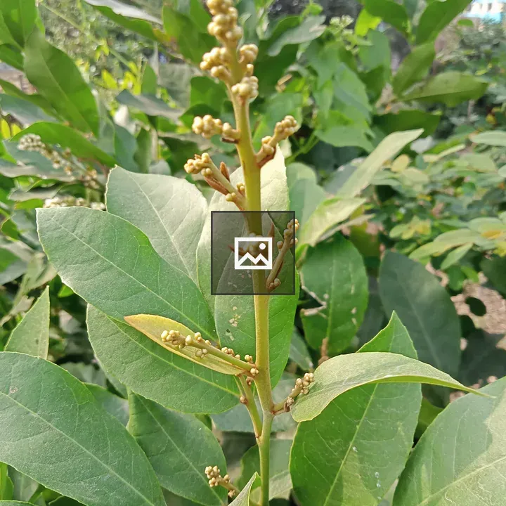 Close-up Plant with Budding Flowers