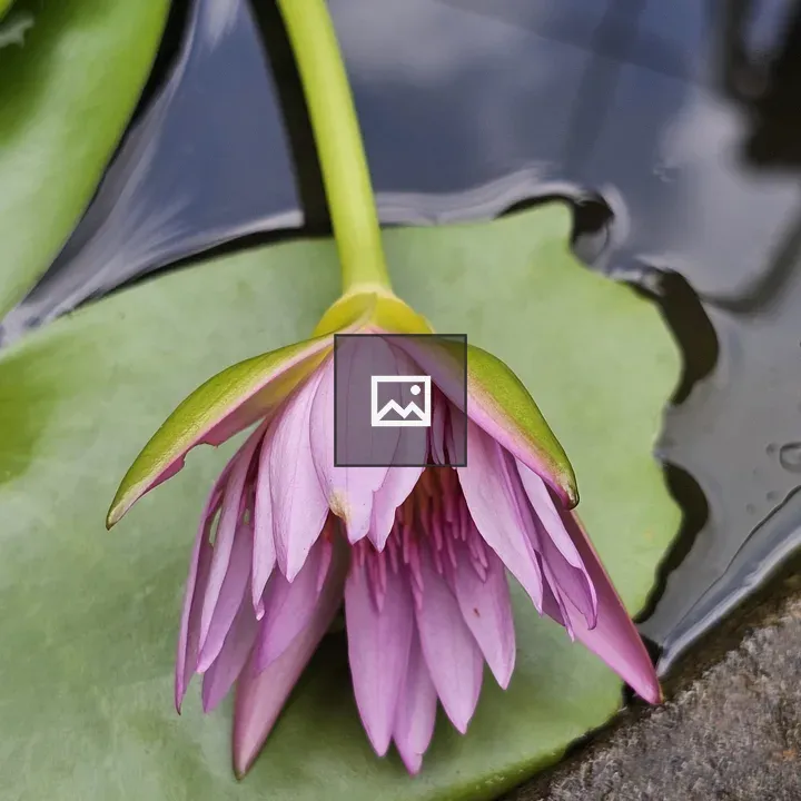 Pink water lily blossom