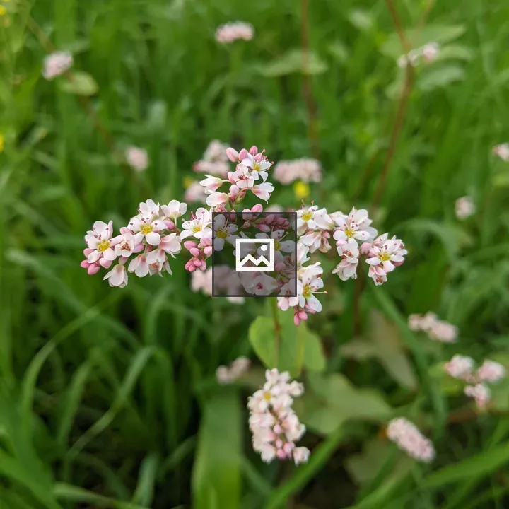 Buckwheat Flower