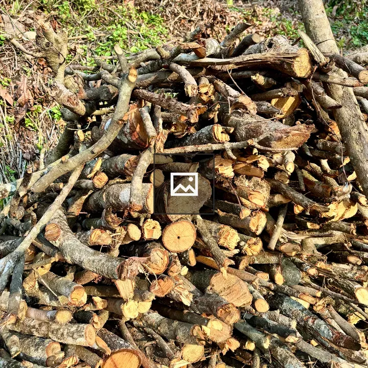 Pile of cut branches and twigs