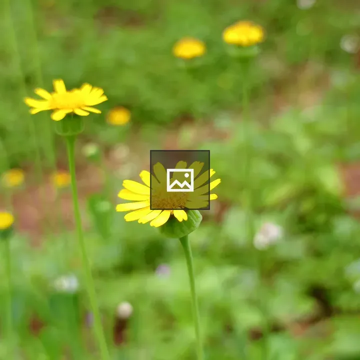 Daisies in Green Field
