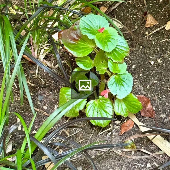 A small green plant with red flower bud
