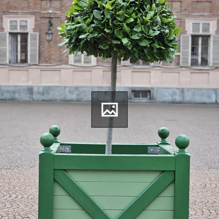 Laurus nobilis in a green planter