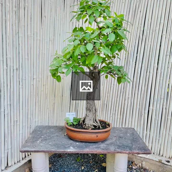 Ficus Virens Bonsai Plant