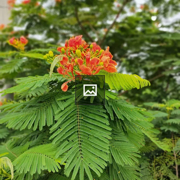 Krisnochura Flowers in Bangladesh