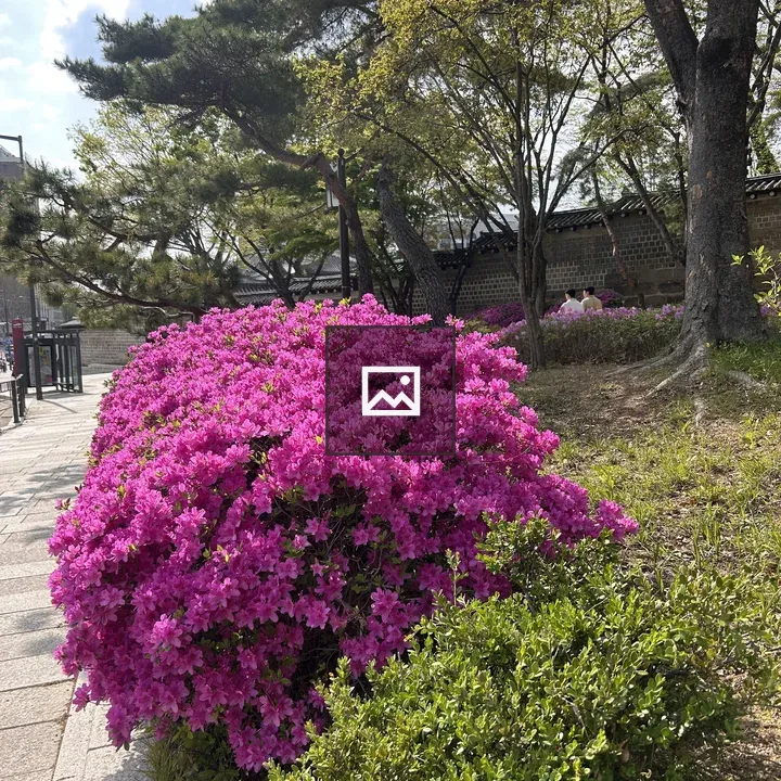 Pink azalea cluster in bloom