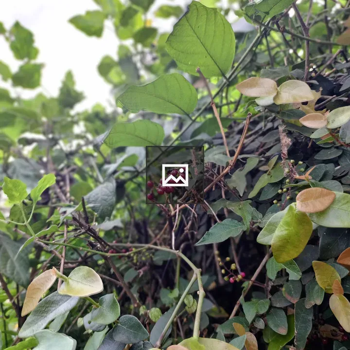 Cluster of red berries among leaves