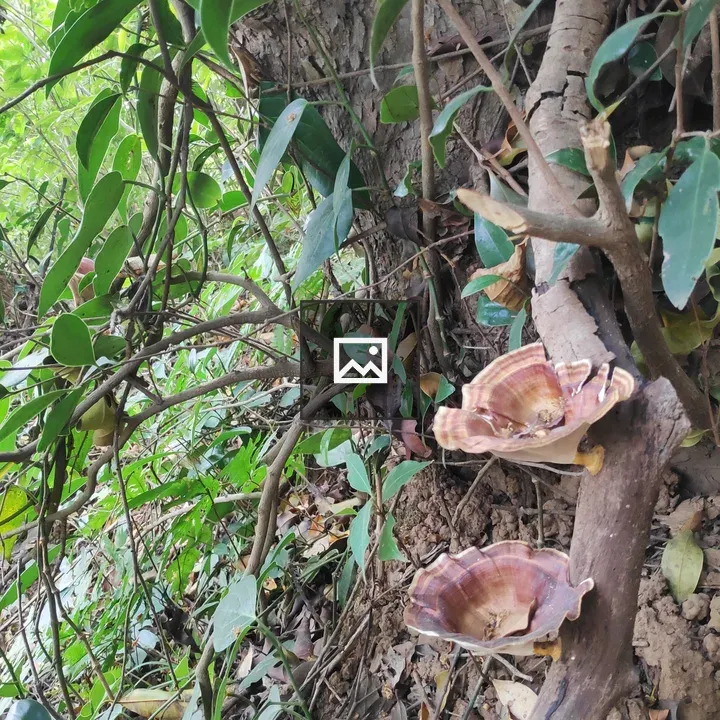 Forest Fungus on Tree