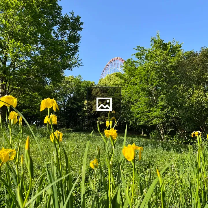 Field of yellow flowers with ferris wheel