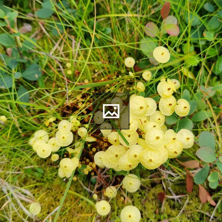 Small light yellow flowers