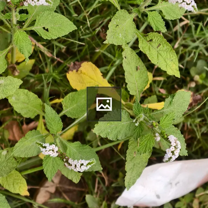 Close-up Leaves with White Flowers
