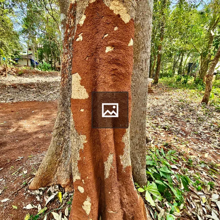 Termites on Alstonia scholaris Tree