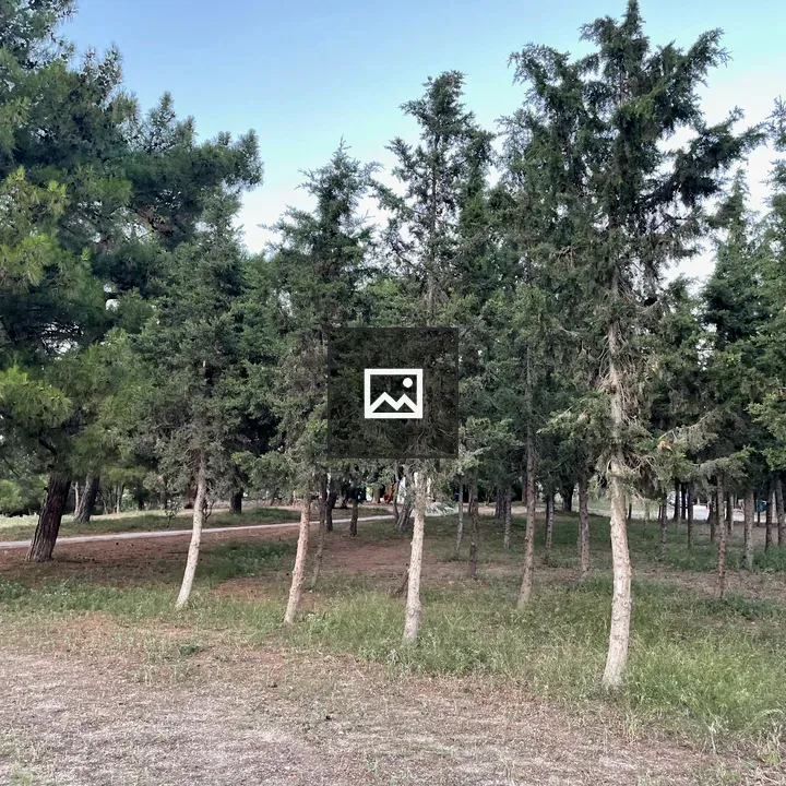 Trees in Nature