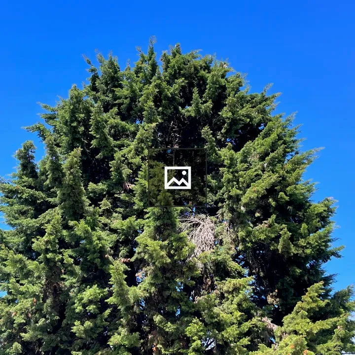 Tall conifer against blue sky