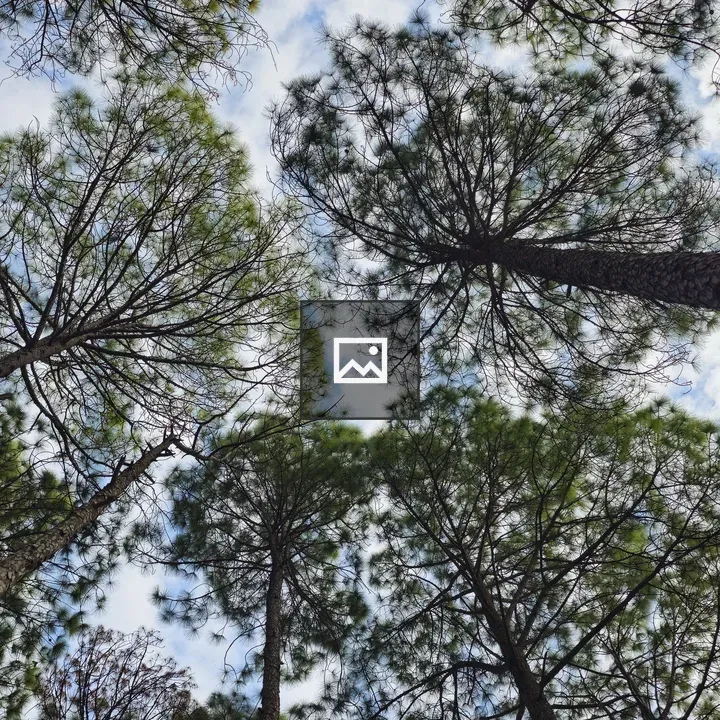 Canopy of Tall Pines