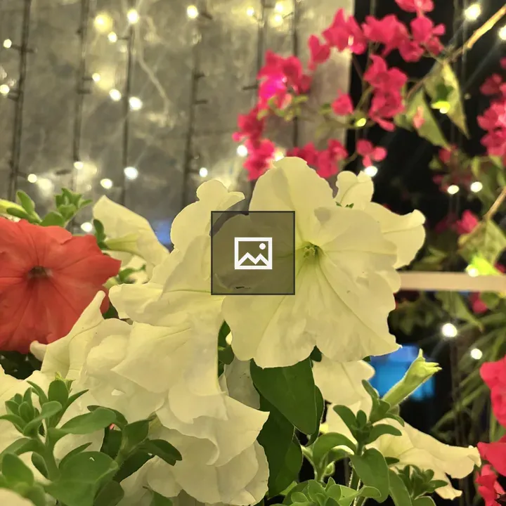 Close-up of blooming petunias