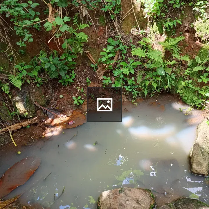 Muddy Pond among Rocks and Ferns
