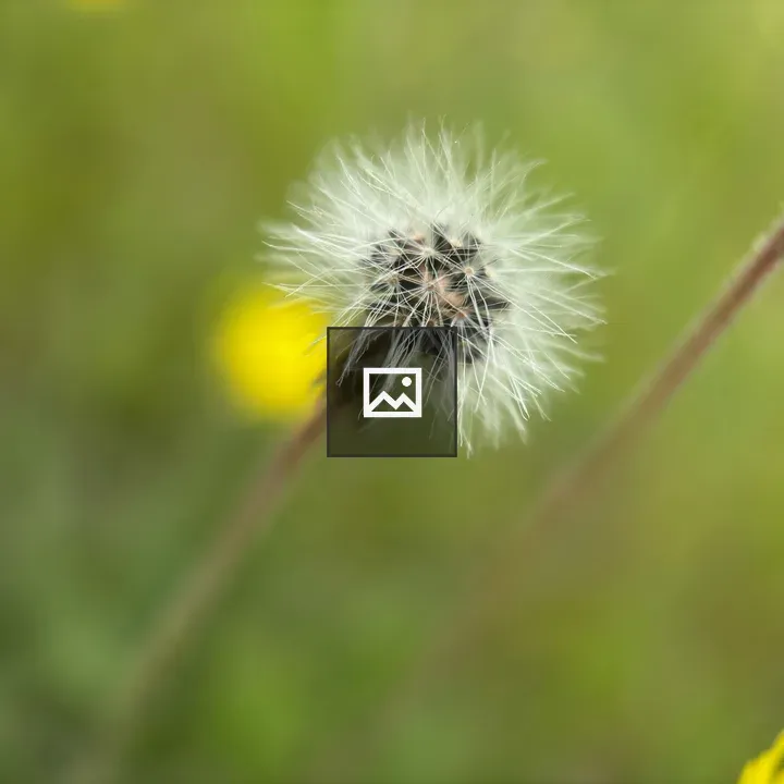 Closeup of dandelion seed head
