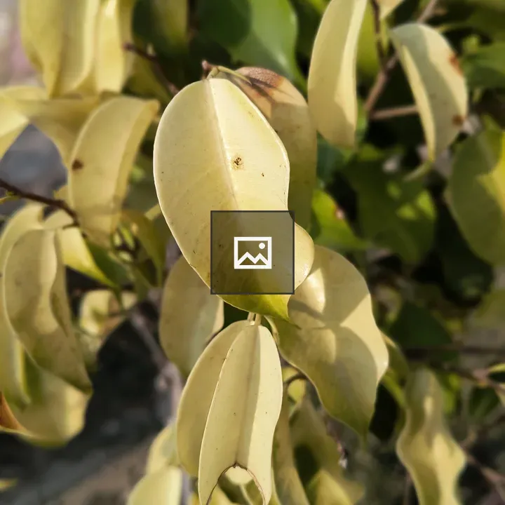 Yellowing plant leaves