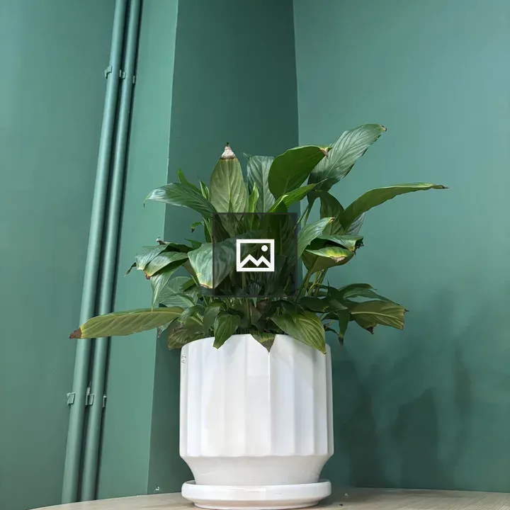 Green indoor plant in ceramic pot