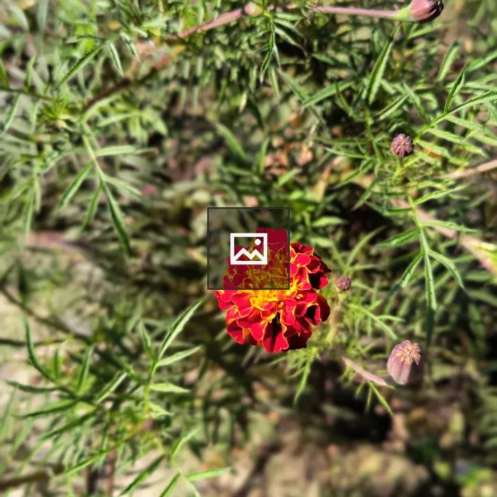 Marigold Flower in Portrait