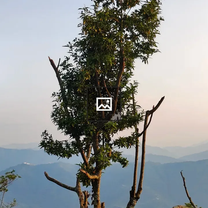 Solitary tree with mountains