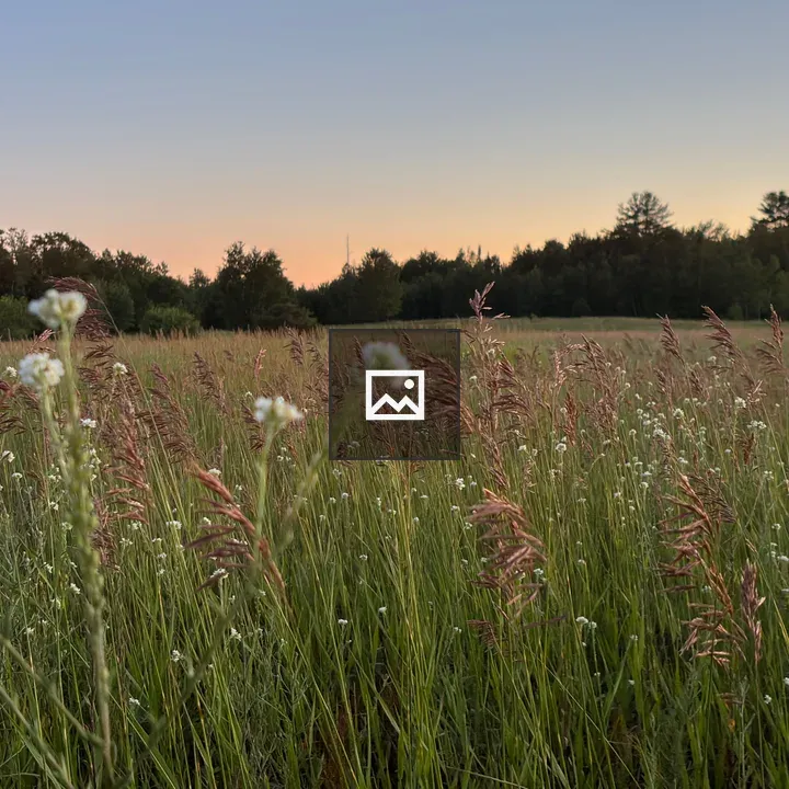 Grass field at sunset