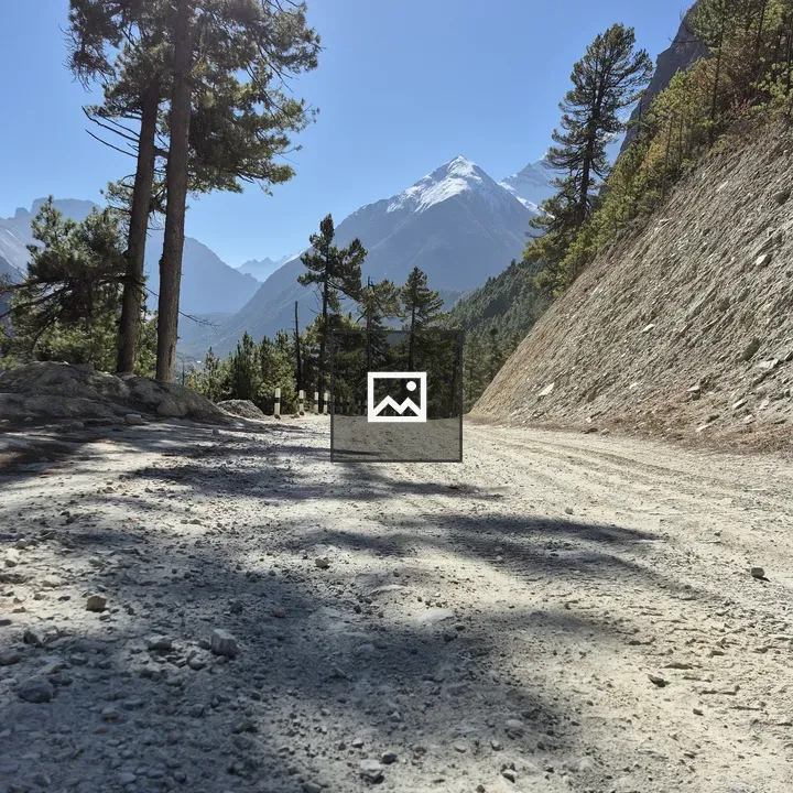 Gravel road among pine trees