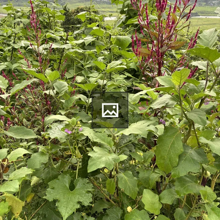 Purple flower stalks in green landscape