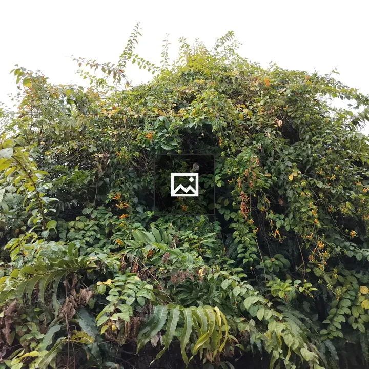Green foliage with flowers