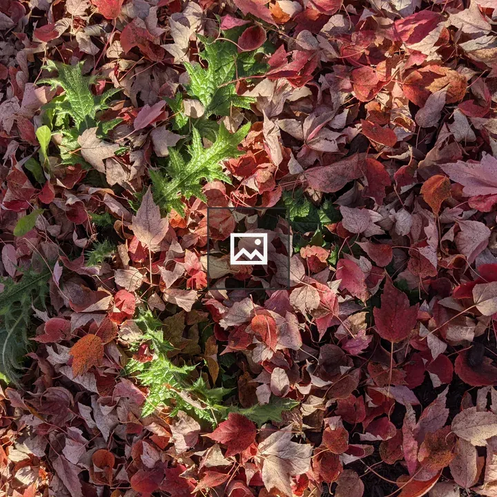 Leaves in Fall Colors