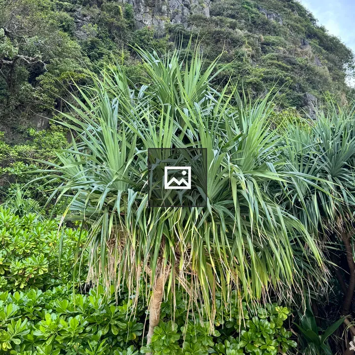 Pandanus-like plant on white sand