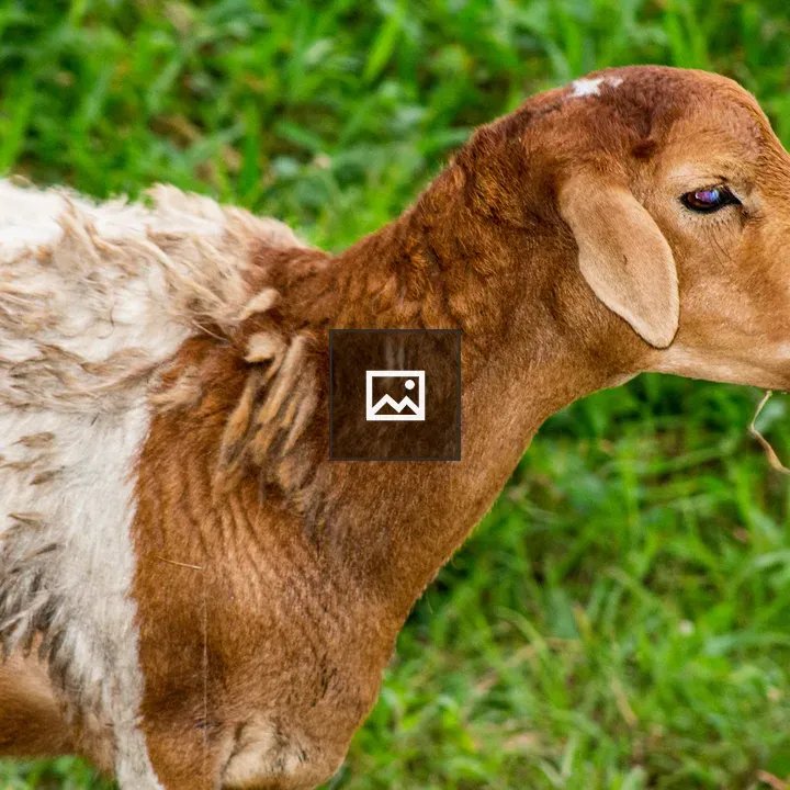 Close-up of sheep grazing