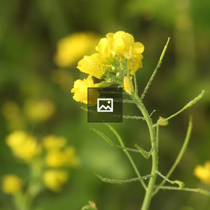 Mustard flower