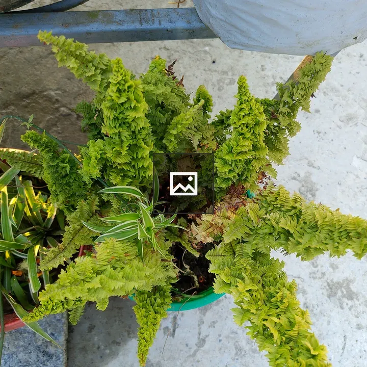 Fern in a Pot with Companion Plant