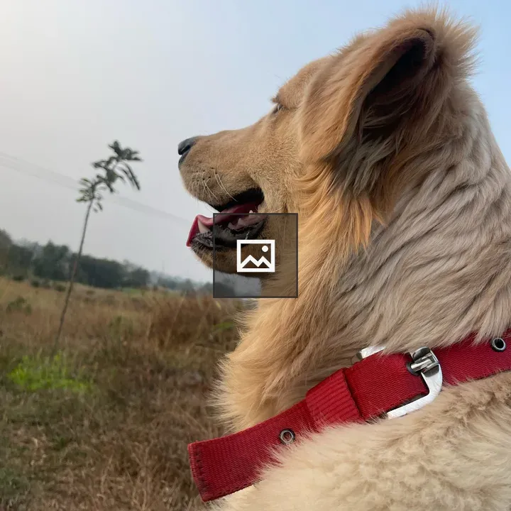 Fluffy dog in field with red collar