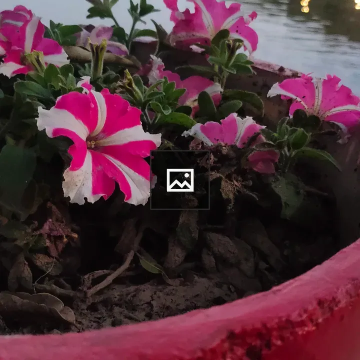 Petunia Flower in Red Pot