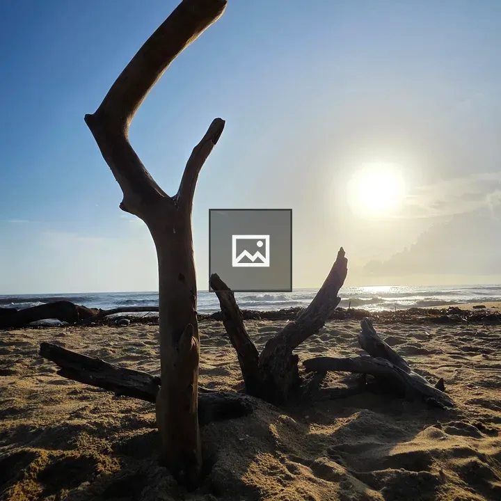 Driftwood on Sunset Beach