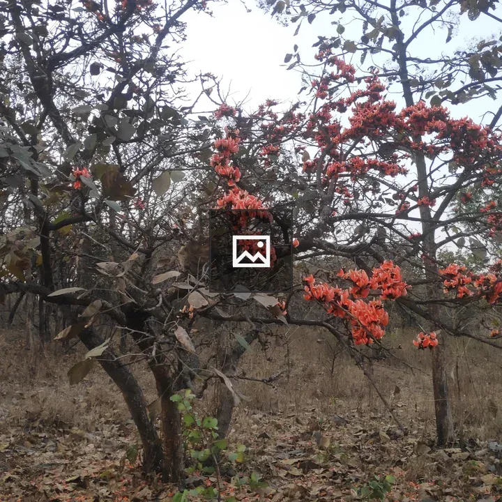 Pangara Tree in Forest