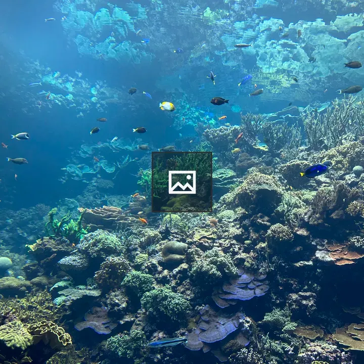 Coral in Aquarium at Burgers' Zoo