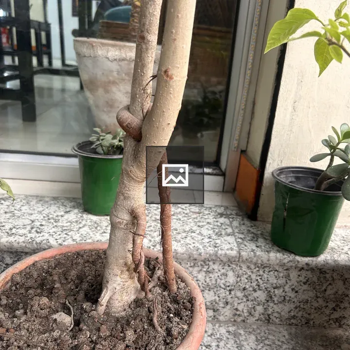 Potted plant with thick trunk