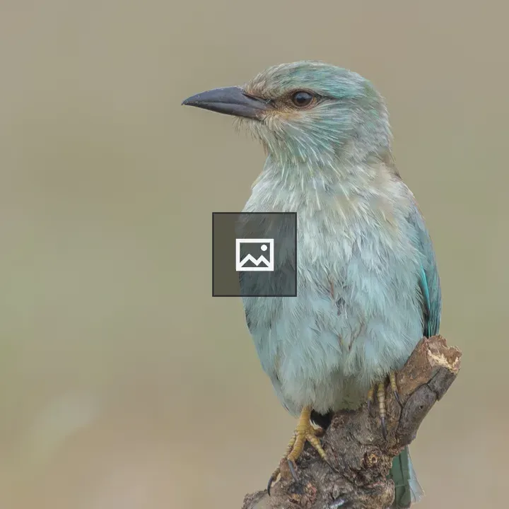 European Roller on Branch