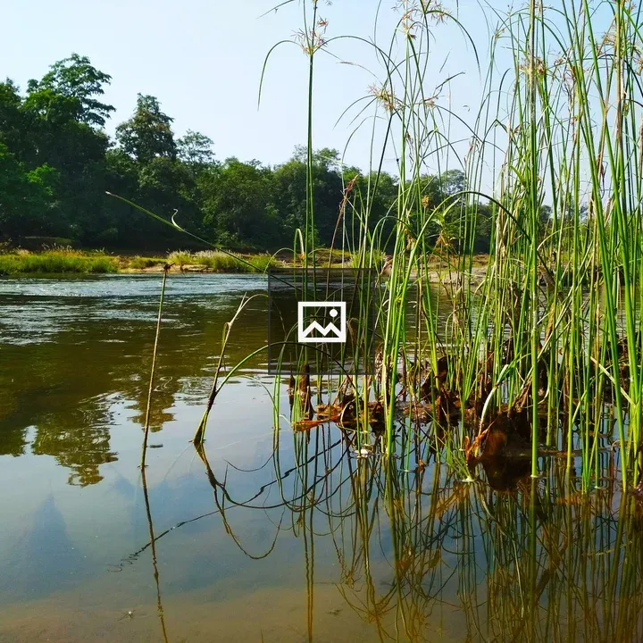 Tall green reeds on calm water