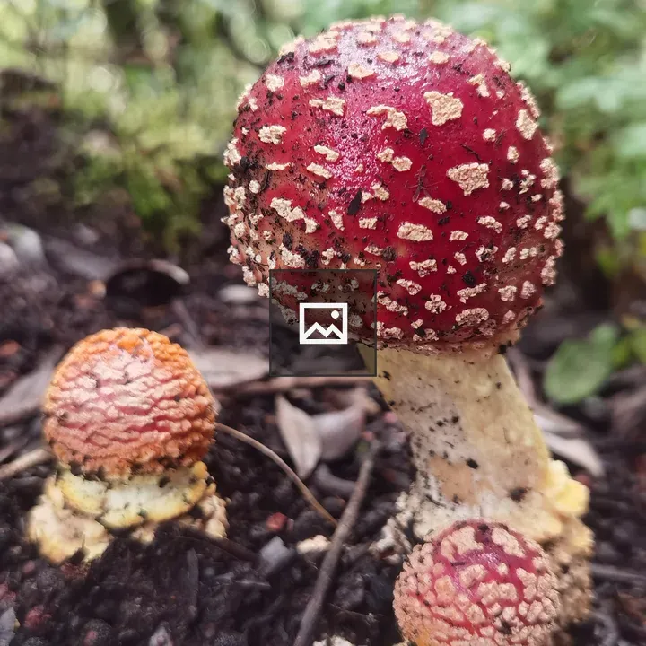Amanita mushroom