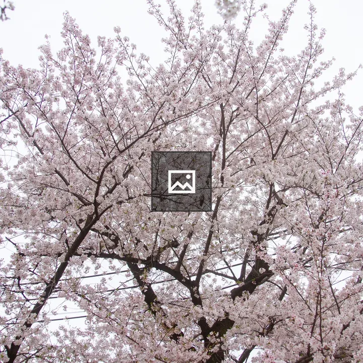 Cherry blossom tree in bloom